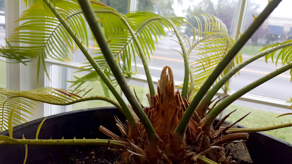 Sago Palm 09-26-2018