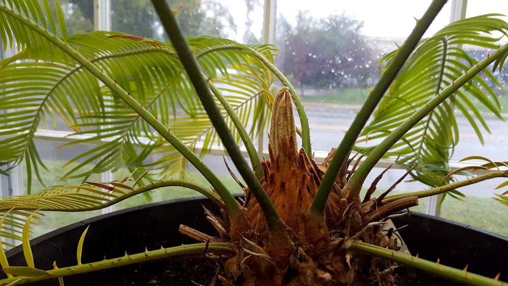 Sago Palm 09-28-2018