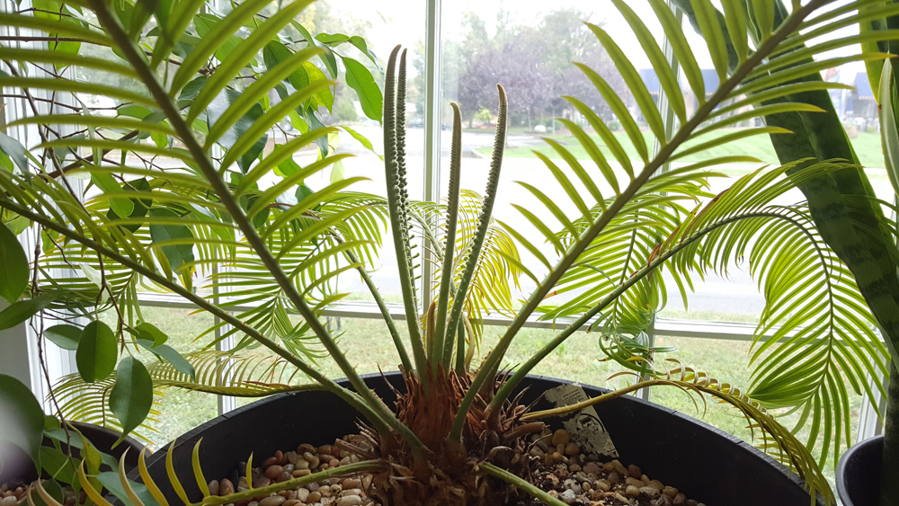 Sago Palm 10-09-2018 - 1 of 2